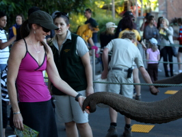 Feeding elephants with carrots and sweet potatoes!