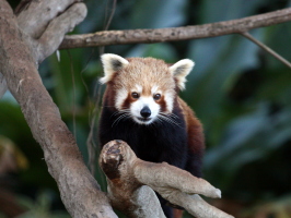 Red panda!