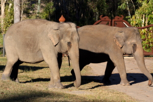 Elephants going home after feeding...