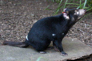 Last Tassie devil shot...