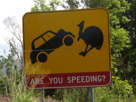 More cassowary warnings
