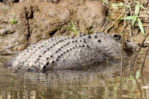 Another croc further down the river, #2!