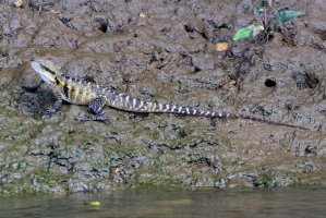 We saw this guy swimming and thought it was a small croc, but it was a 'river dragon'