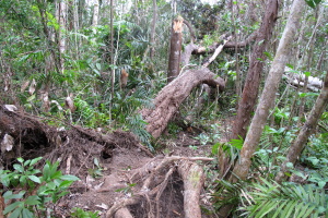 Damage from Yasi is extensive throughout the island but the trail is cleared