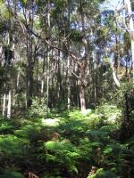 We did a little 5-6 mile hike in Noosa National Park