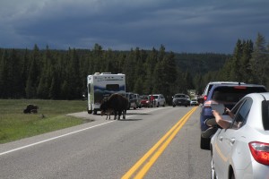 traffic jam to take photos of bison...