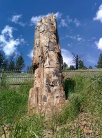 Petrified tree