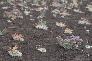 Desert flowers...