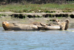 Chubby sea lion party