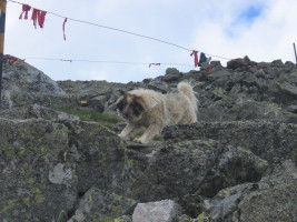 a dog guarding the weather station