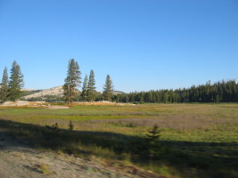 Tuolumne meadows!