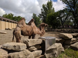 The kids loved the camel