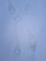 Cat tracks in the snow - yikes!