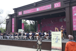 Cherry blossom festival means bands playing too...