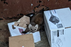 Pine marten in a dumpster :(