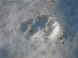 cougar (?) tracks in the snow