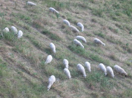 Heidelberg sheep :-)