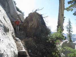 A newly downed tree on the descent - check out this root system!