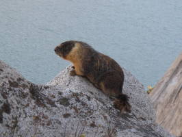 Curious marmot on the descent