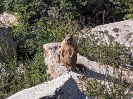 Marmots at Virginia Lakes