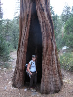 Huge tree at the campground