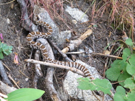 And then, we saw a baby rattlesnake on the trail! He was only about 40cm... and promptly scurried away
