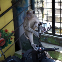 Monkey on motorbike