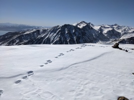 Mountain goat tracks to the summit!