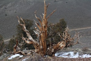 We visited the ancient bristlecone pines for the first time! Cool spot!