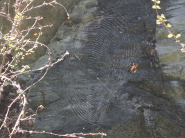 Spider guarding the first pitch