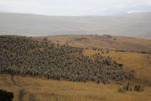 Lots of sheep and lambs!