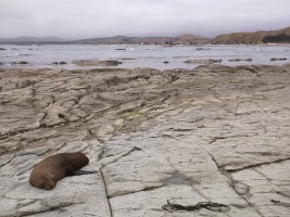 Lots of seals lounging on the rocks...