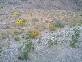 Awesome sunflowers on the desert road...