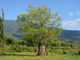 Cochamo playground