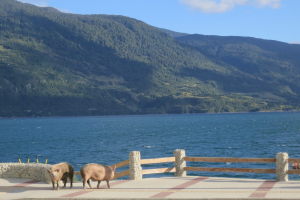 Piggies cruising around town?!