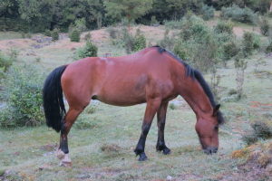 Horses are how everyone gets around in this valley