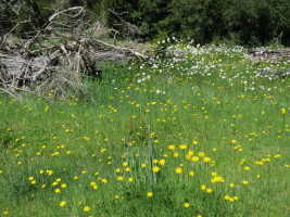 Gorgeous wildflowers