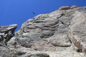 This condor was trying to get a piece of me..