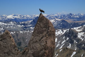 The condors are cool birds!