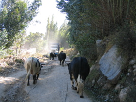 cows blocking the road, and a big truck waiting to pass