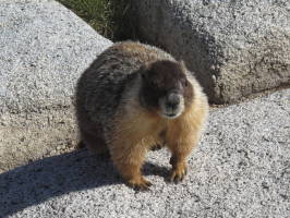 Chubby marmot.