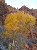 Colors are changing in Zion!