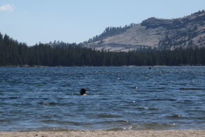 Off for a swim in Tenaya Lake to escape the heat