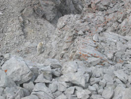 This mountain goat came to the summit, and got scared away.  It literally jumped from where I was to there, causing massive rockfall