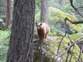 here she is about to hop onto the tree after we growled at her