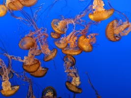 Monterey Bay aquarium