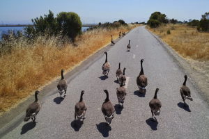 Geese blocking the bike trail! One of them even hissed at me :)