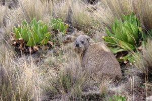 Kenyan marmots are still fat...