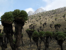 Our first glimpse of Mt Kenya