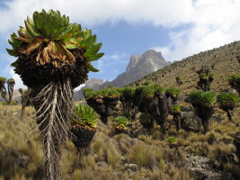 Approaching Mt Kenya on the 2nd day (Old Moses to Shipton's)